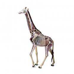 Thames & Kosmos - Giraffe Anatomy Model